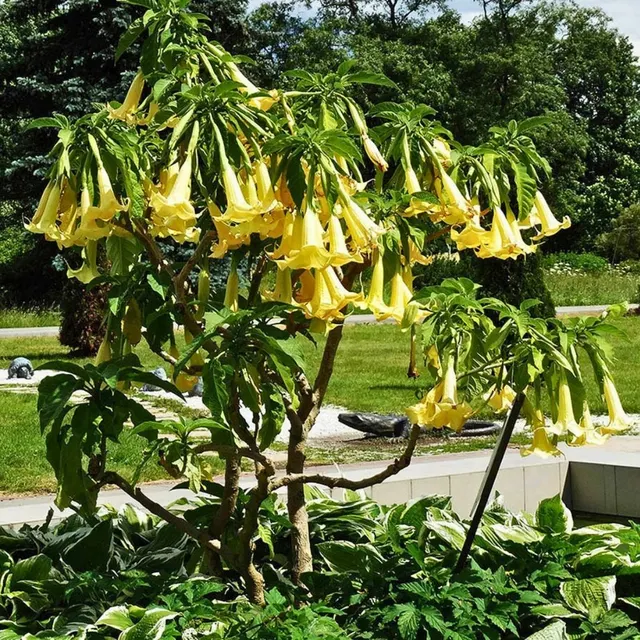 Brugmansia sp — katalog fotoğrafı