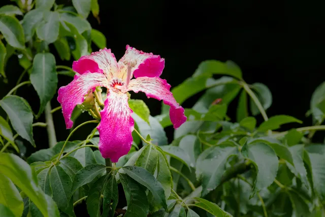 Ceiba speciosa — katalog fotoğrafı