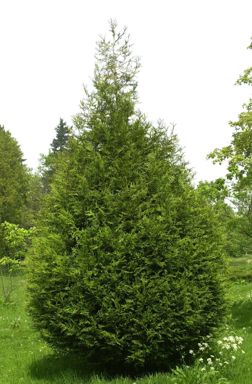 Thuja plicata ‘Atrovirens’ — katalog fotoğrafı