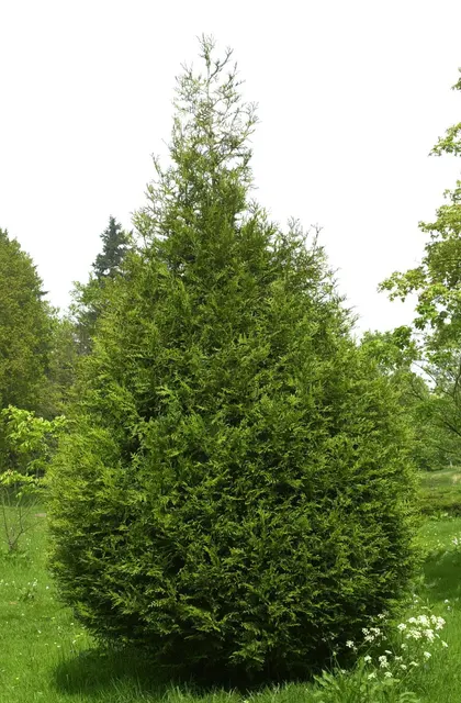 Thuja plicata ‘Atrovirens’ — katalog fotoğrafı