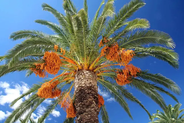 Phoenix dactylifera — katalog fotoğrafı