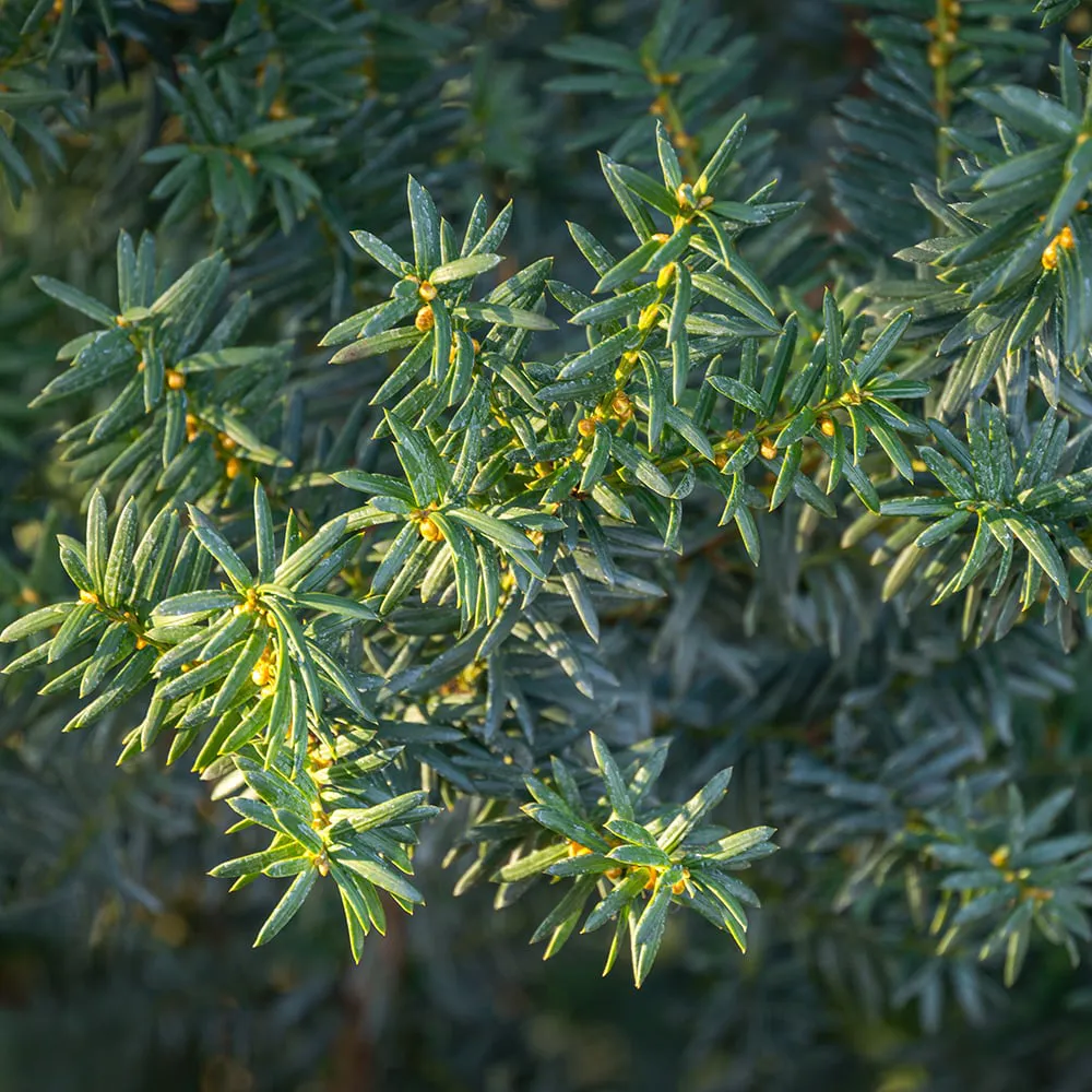 Taxus × media ‘Hillii’ — katalog fotoğrafı