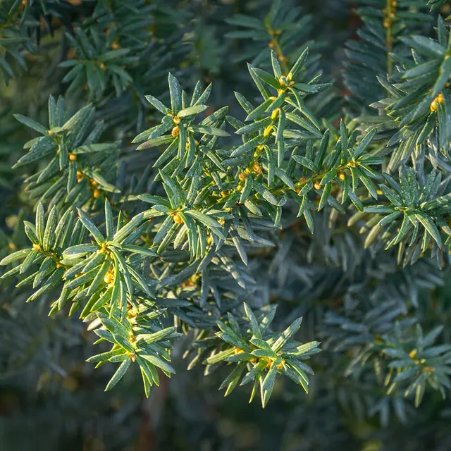 Taxus × media ‘Hillii’ — katalog fotoğrafı