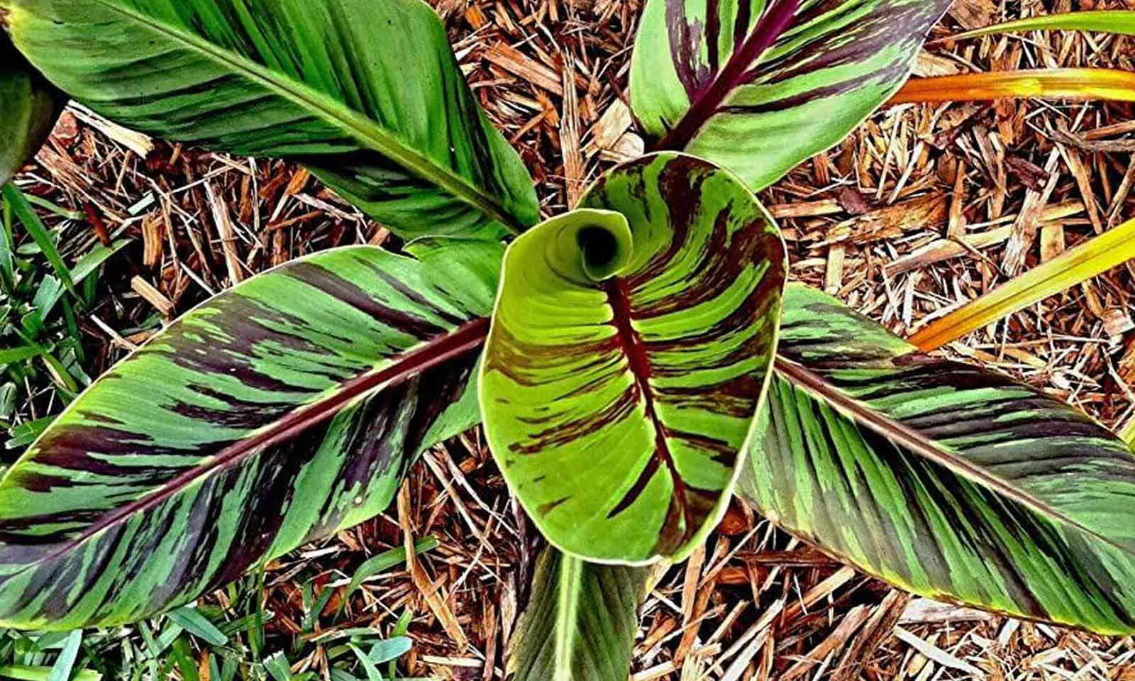 Musa sikkimensis ‘Red Tiger’ — katalog fotoğrafı