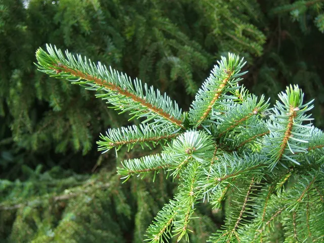 Picea omorika — katalog fotoğrafı