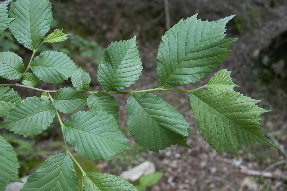 Ulmus glabra — katalog fotoğrafı