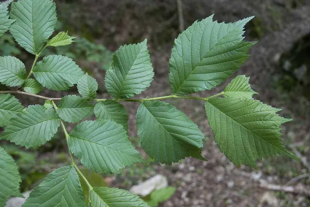 Ulmus glabra — katalog fotoğrafı