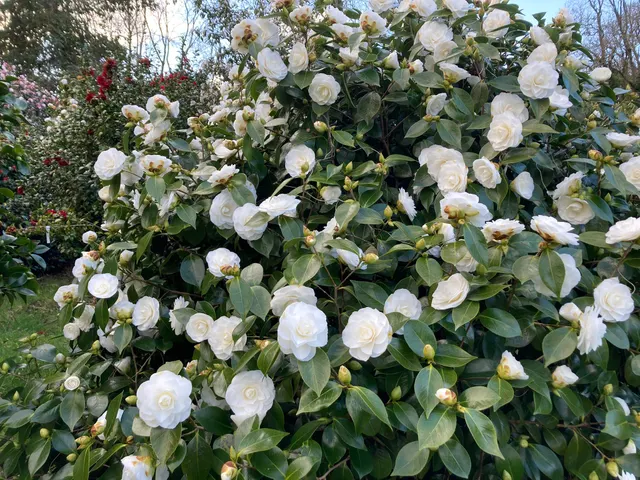Camellia japonica ‘Nuccio’s Gem’ — katalog fotoğrafı
