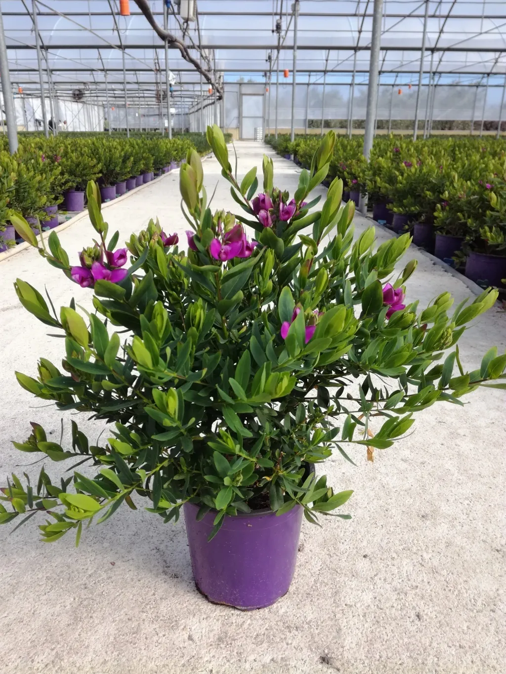Polygala myrtifolia — katalog fotoğrafı