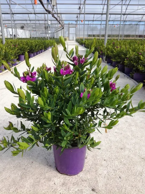 Polygala myrtifolia — katalog fotoğrafı