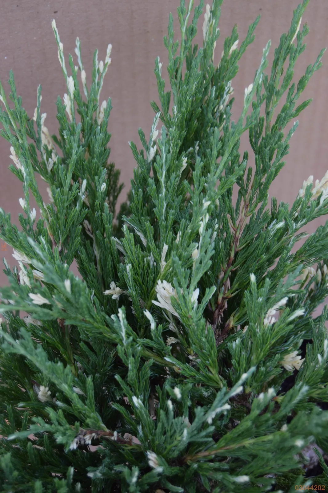 Juniperus horizontalis ‘Andorra Compacta Variegata’ — katalog fotoğrafı