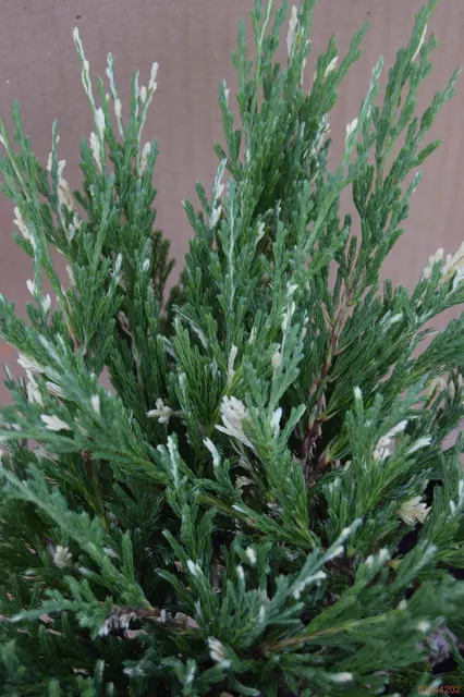 Juniperus horizontalis ‘Andorra Compacta Variegata’ — katalog fotoğrafı