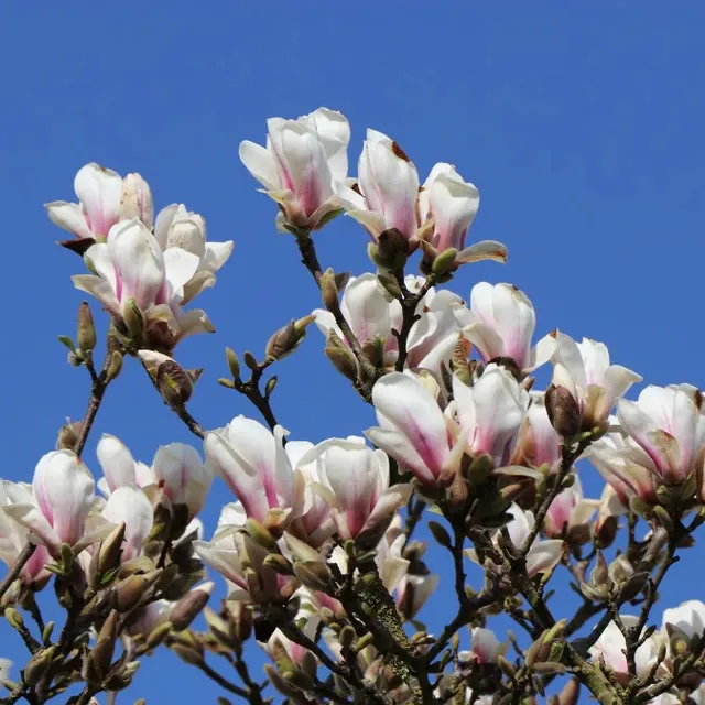 Magnolia × soulangeana ‘Alba Speba’ — katalog fotoğrafı