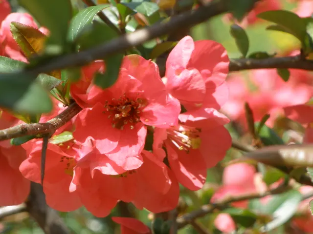 Chaenomeles sp. — katalog fotoğrafı