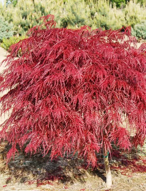 Acer palmatum dissectum ‘Red Crimson Princess’ — katalog fotoğrafı