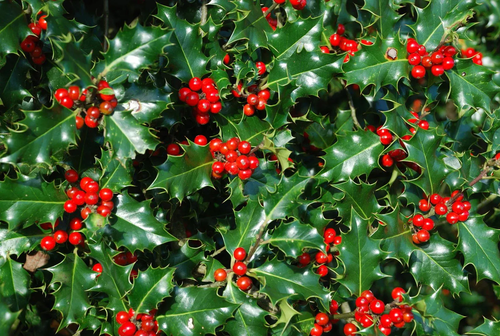 Ilex aquifolium — katalog fotoğrafı