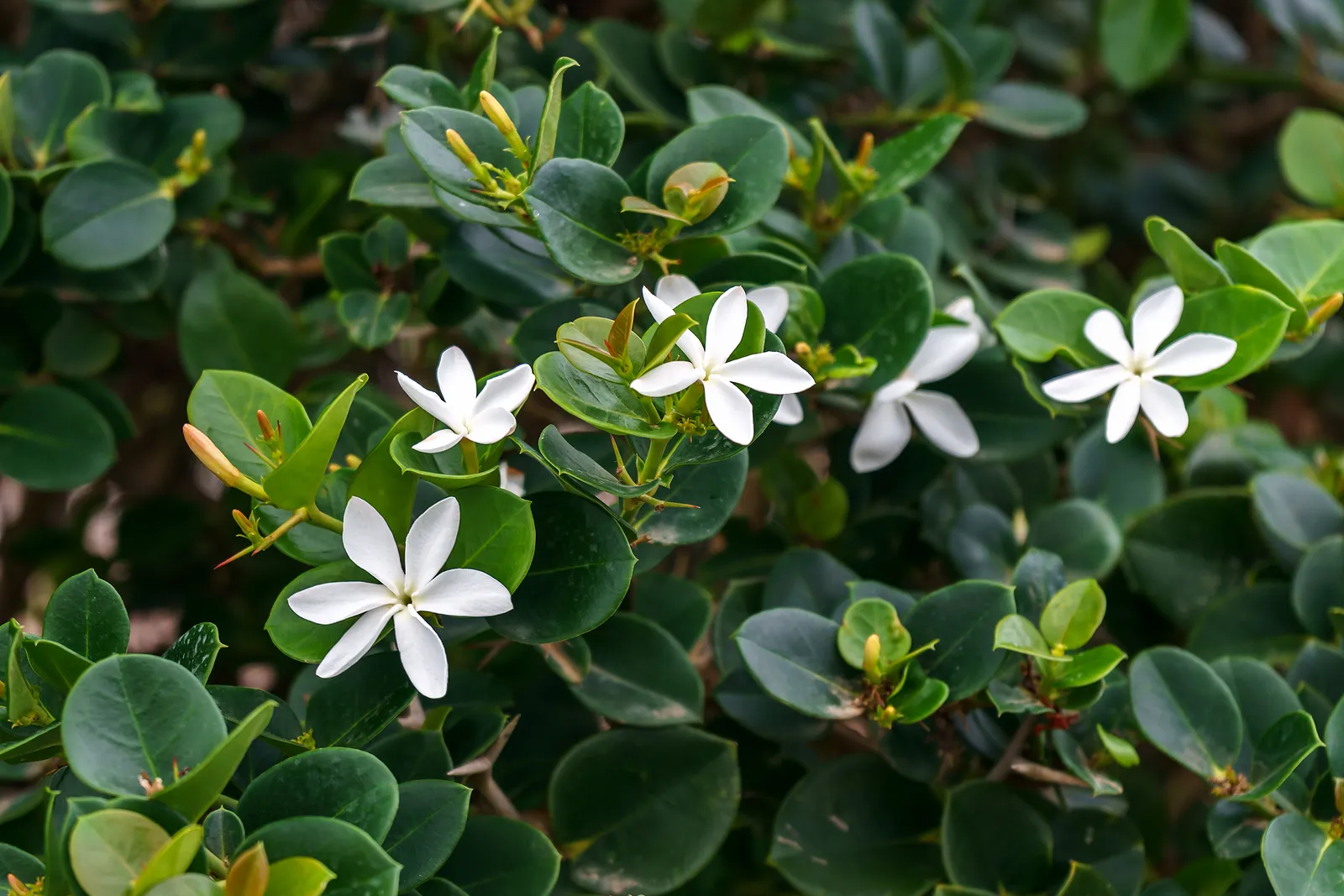 Carissa grandiflora — katalog fotoğrafı