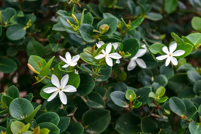 Carissa grandiflora — katalog fotoğrafı