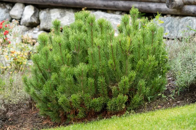 Pinus mugo — katalog fotoğrafı