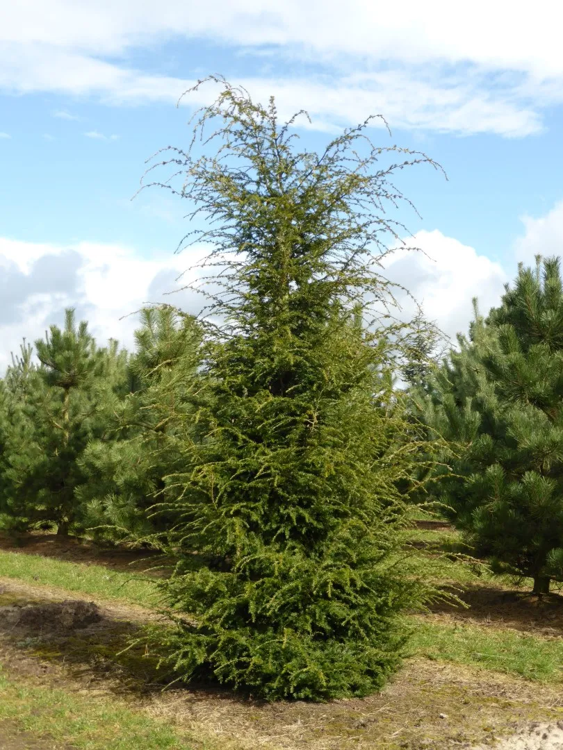 Tsuga canadensis — katalog fotoğrafı