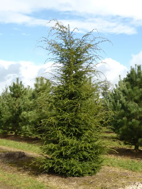 Tsuga canadensis — katalog fotoğrafı