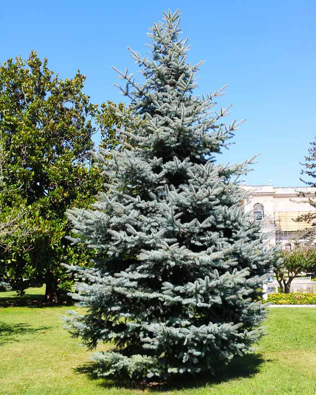 Picea pungens — katalog fotoğrafı