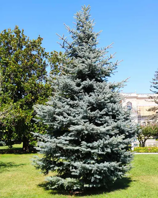 Picea pungens — katalog fotoğrafı