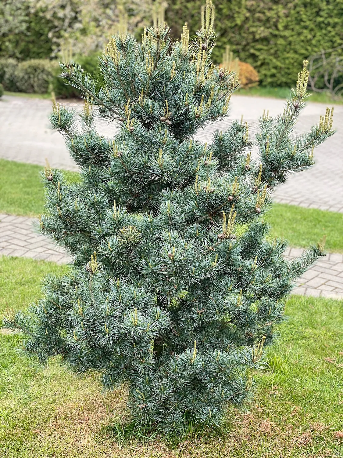 Pinus parviflora ‘Negishi’ — katalog fotoğrafı