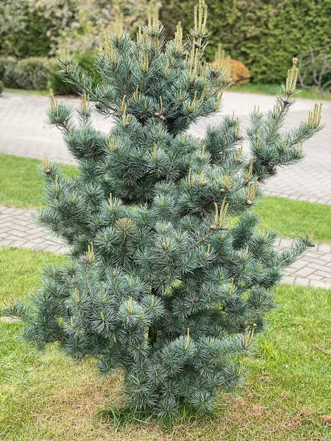 Pinus parviflora ‘Negishi’ — katalog fotoğrafı