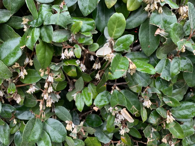Elaeagnus × ebbingei — katalog fotoğrafı
