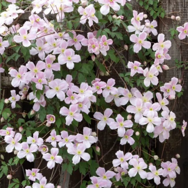 Clematis montana — katalog fotoğrafı