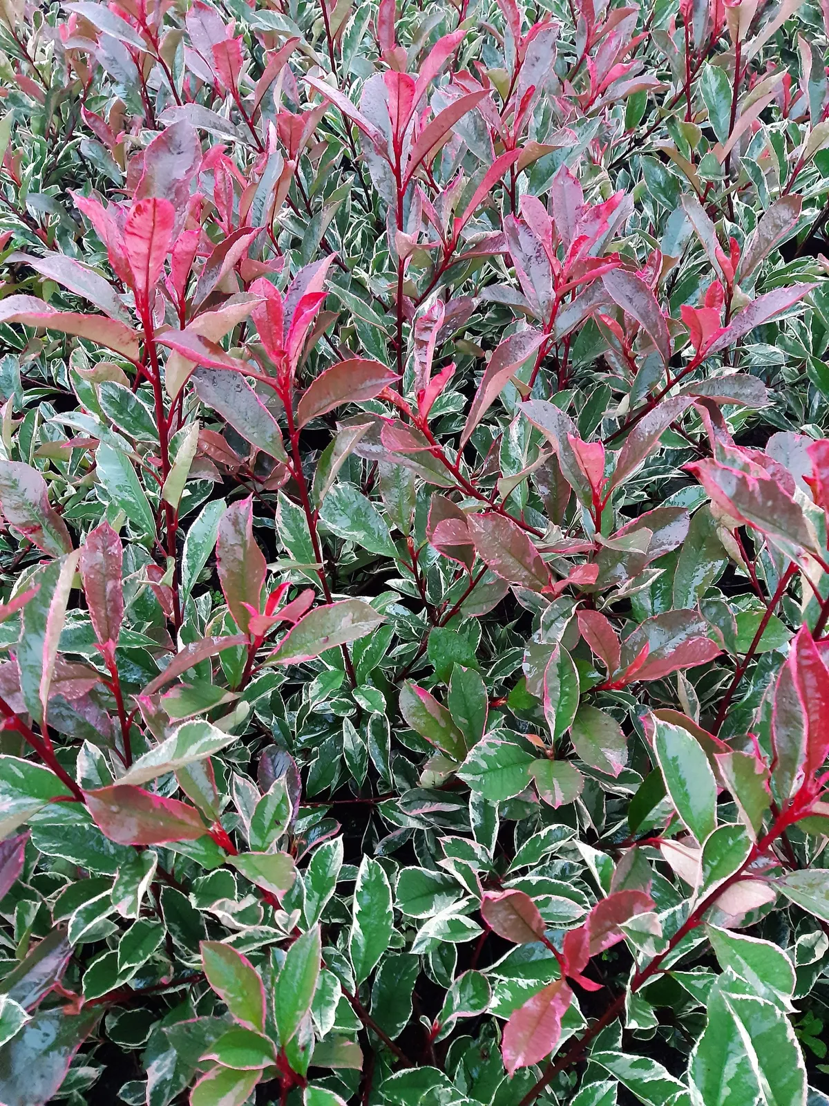Photinia × fraseri ‘Pink Marble’ — katalog fotoğrafı