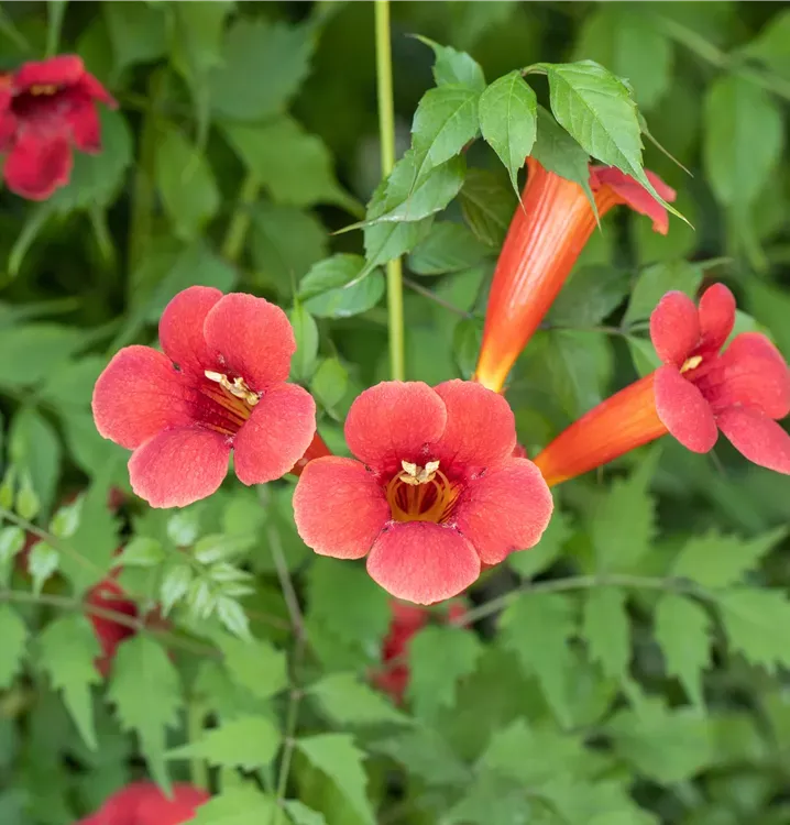 Campsis radicans ‘Flamenco’ — katalog fotoğrafı