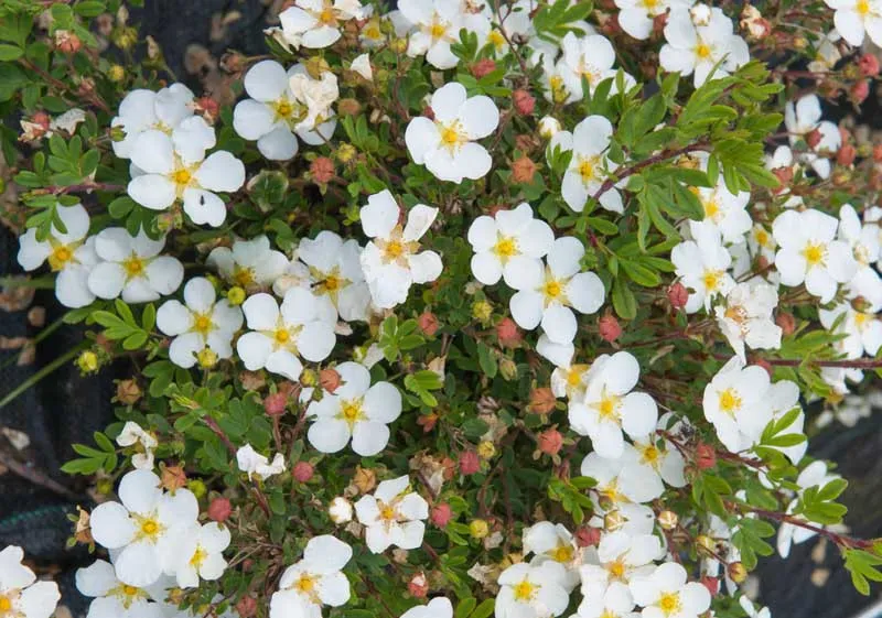 Potentilla fruticosa ‘Abbotswood’ — katalog fotoğrafı