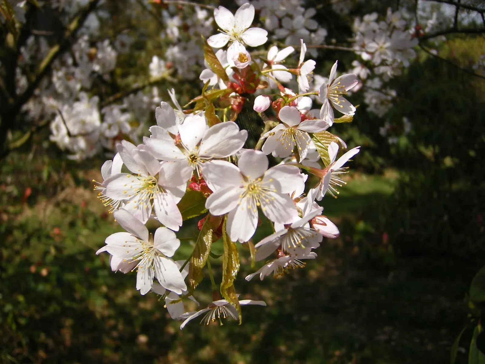 Prunus sargentii — katalog fotoğrafı
