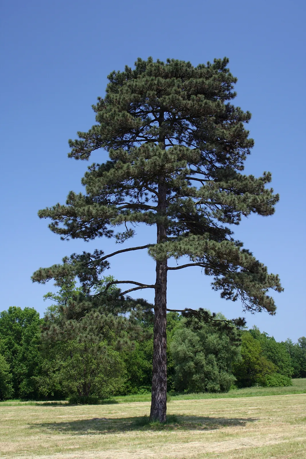 Pinus nigra — katalog fotoğrafı