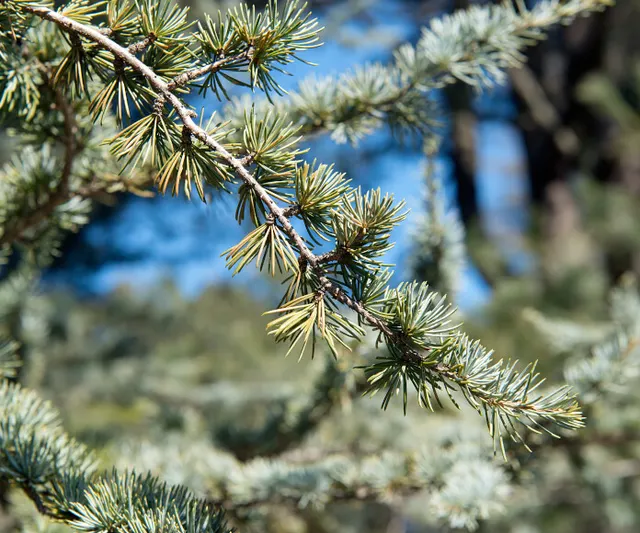Cedrus atlantica — katalog fotoğrafı
