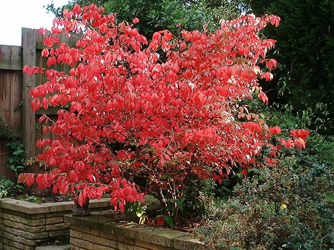 Euonymus alatus ‘Compactus’ — katalog fotoğrafı