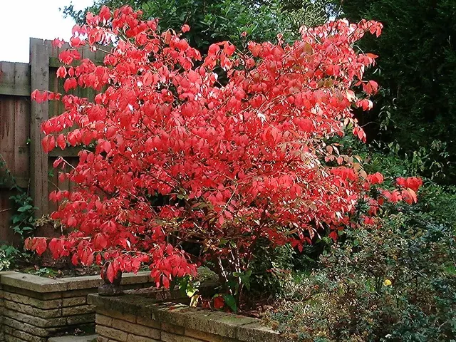 Euonymus alatus ‘Compactus’ — katalog fotoğrafı