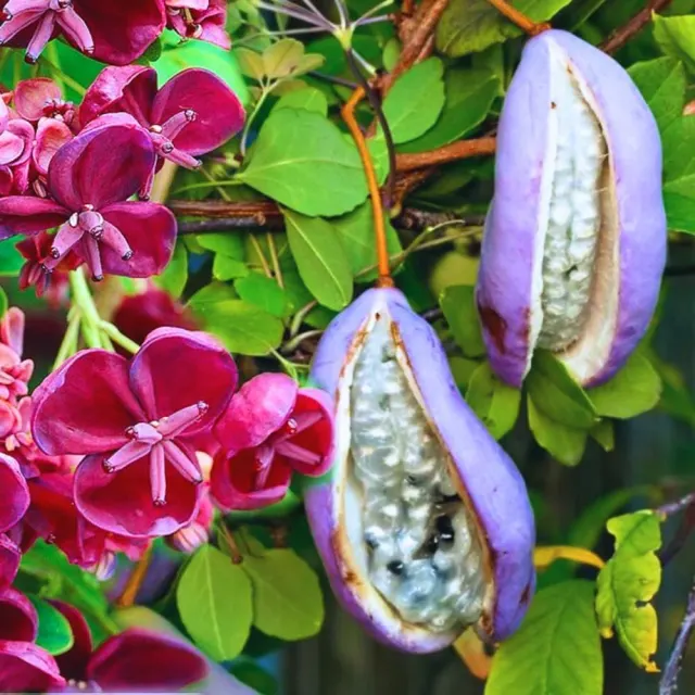 Akebia quinata — katalog fotoğrafı