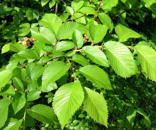 Ulmus minor — katalog fotoğrafı