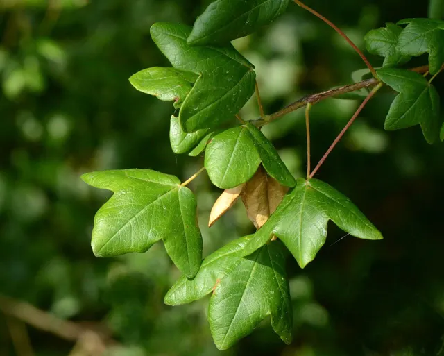 Acer monspessulanum — katalog fotoğrafı