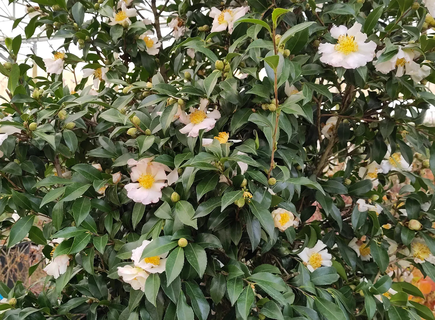 Camellia sasanqua ‘Hino de Gumo’ — katalog fotoğrafı