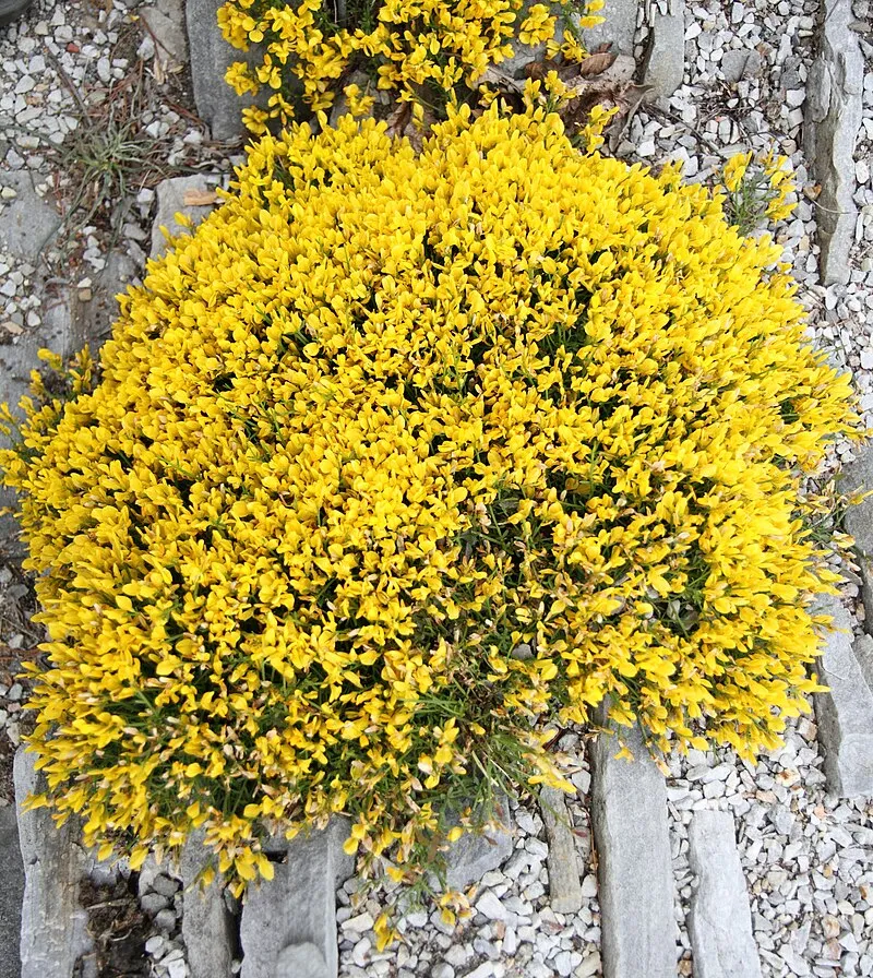 Genista lydia — katalog fotoğrafı