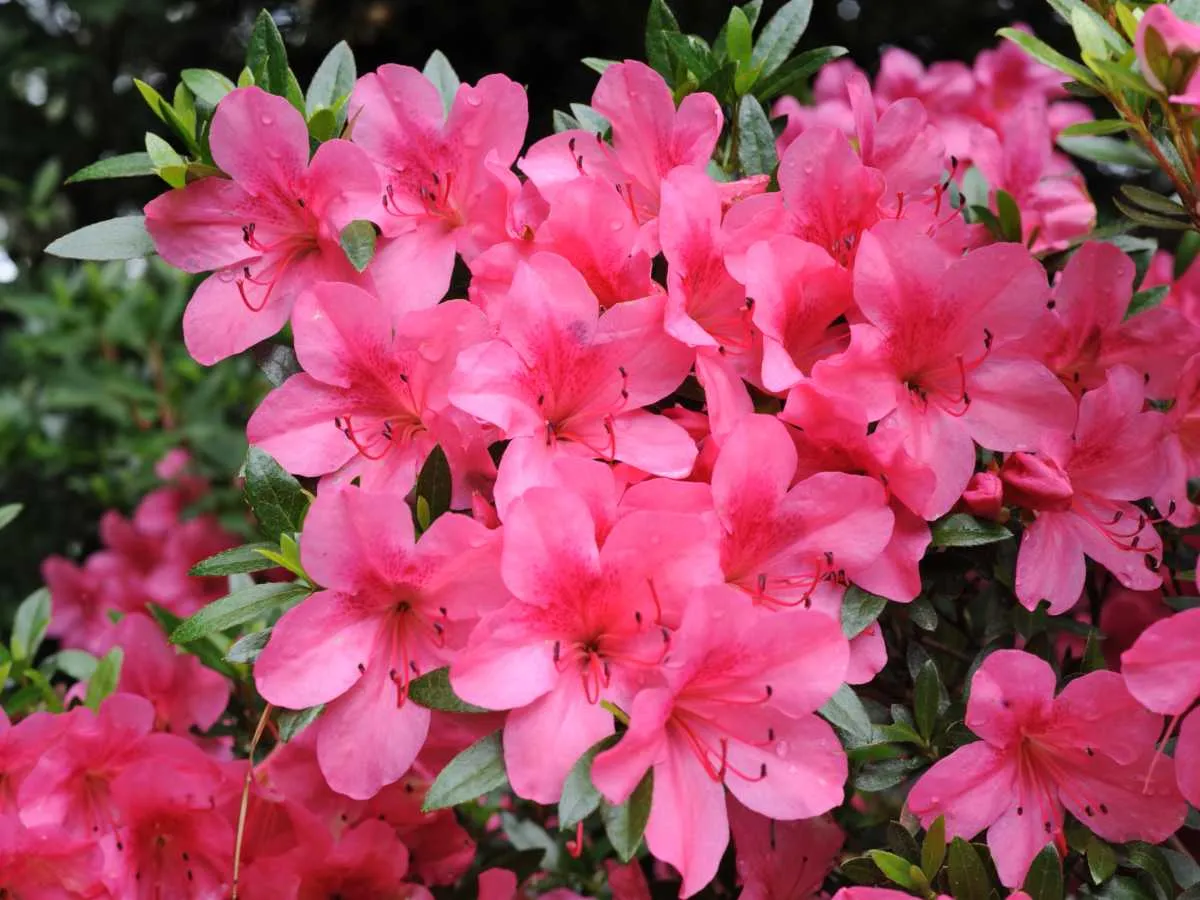 Azalea japonica — katalog fotoğrafı