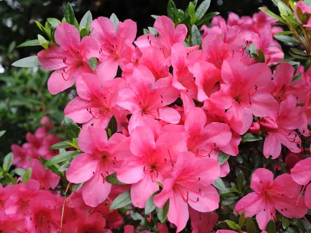 Azalea japonica — katalog fotoğrafı