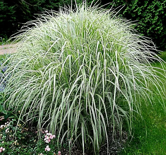 Miscanthus sinensis ‘Variegatus’ — katalog fotoğrafı