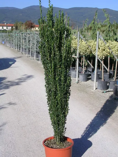 Ilex crenata ‘Fastigiata’ — katalog fotoğrafı