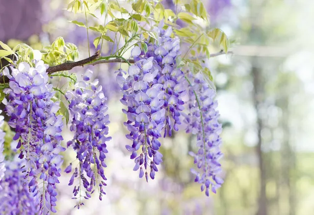 Wisteria — katalog fotoğrafı