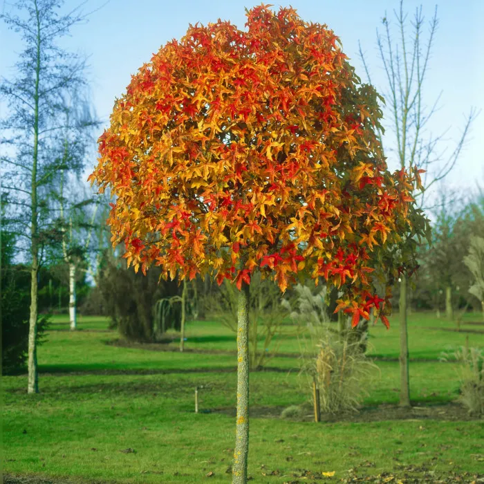 Liquidambar styraciflua ‘Gum Ball’ — katalog fotoğrafı